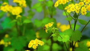 护眼雏菊