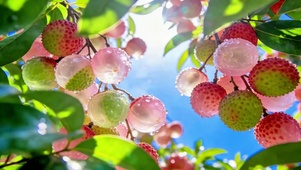 夏日清甜荔枝