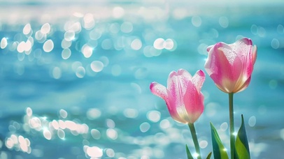 唯美清新的郁金香