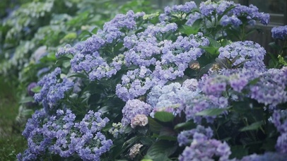 雨天的绣球花-白噪音