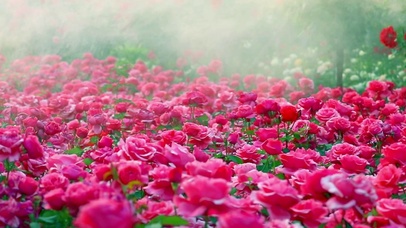 4K清晨月季花圃