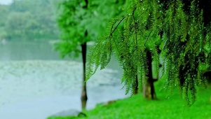 雨中护眼绿树