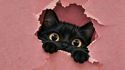可爱小黑猫