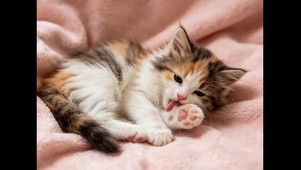 三花猫舔爪子