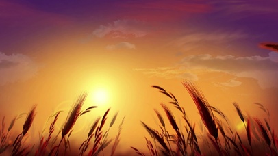 天空下的金色麦田