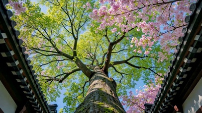 古建仰观春日樱花盛景