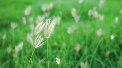 护眼-4k唯美草地