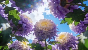 风花恋~