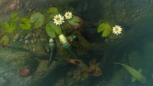 池中招财锦鲤