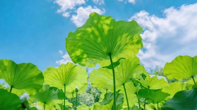 夏荷满池 盛夏护眼