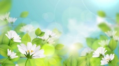 唯美护眼鲜花动态电脑壁纸