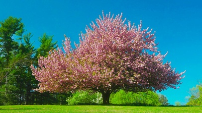 养眼绿地樱花树