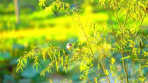 树枝上的小鸟
