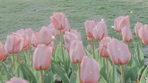 花世界