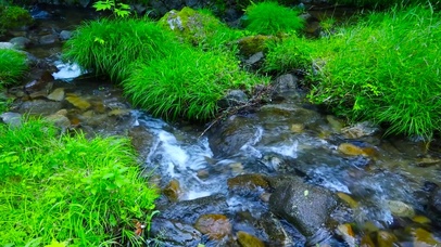 清凉绿草溪水