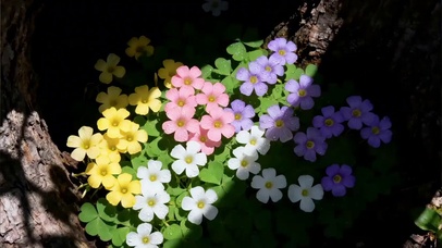 做无名小花做快乐小狗