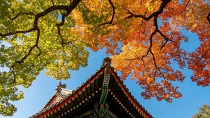 初秋枫树