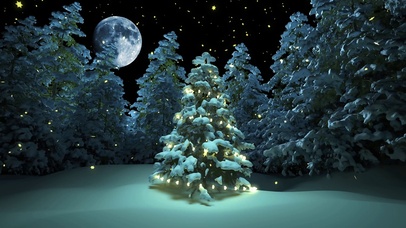 4K丶月下森林满天星（双端版）