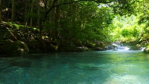 夏日清凉绿林山涧