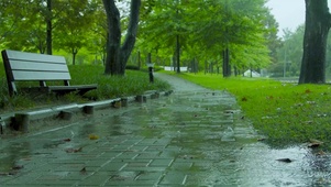 雨天公园树林小路