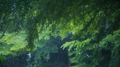 雨中树林绿叶