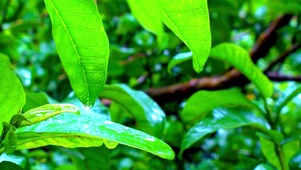 4K护眼治愈雨景