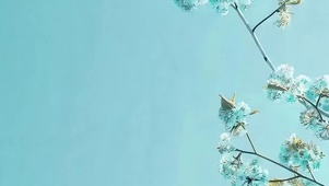 简约树枝带鱼屏