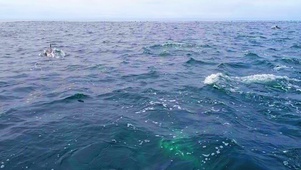 海豚赛跑
