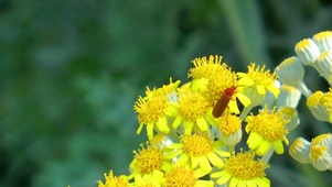 黄花上的虫子