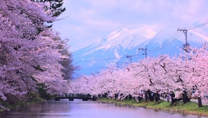 河岸樱花