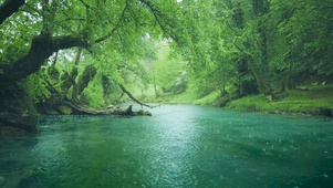 雨天护眼绿林流水