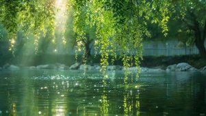 湖面碧绿柳树