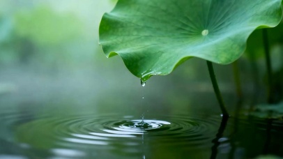 雨露荷叶