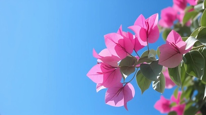 唯美三角梅