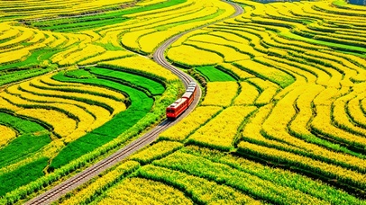 治愈花海列车4K