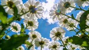 雏菊向晴空