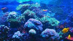 海洋水族馆