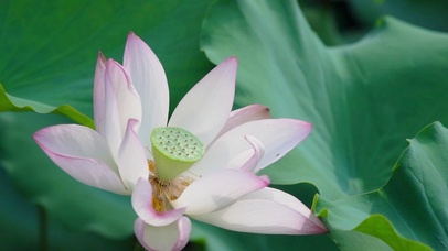 夏日青莲