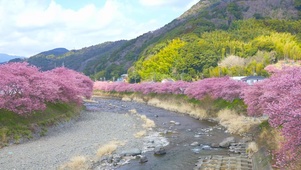唯美河流两岸樱花