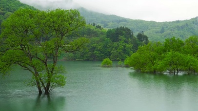 山清水秀雨中绿树