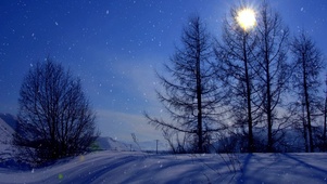 雪树林