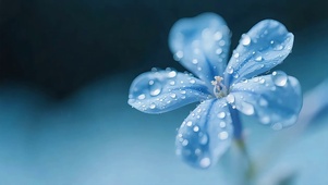 蓝花凝露