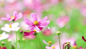 淡雅小粉菊