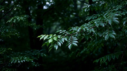 林梢听雨 