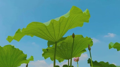 4K唯美夏天绽放荷塘荷花荷叶