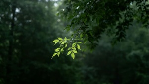 森林晴空骤雨！
