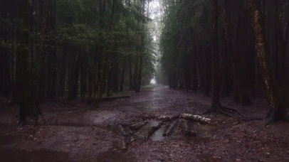 森の雷雨