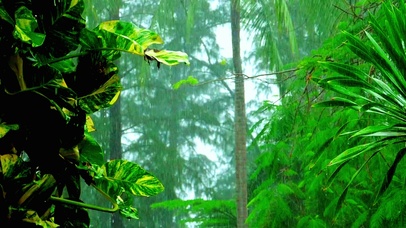 治愈林间小雨4K