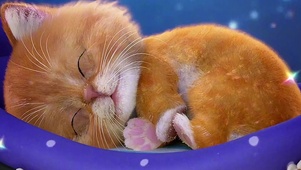 萌萌的小猫咪