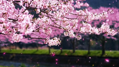 樱花雨